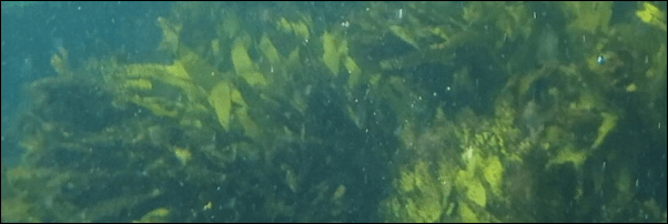 Wアプローチヘアプログラムの海藻エキス