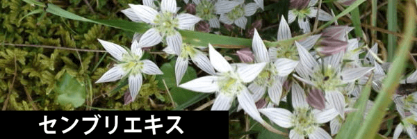 花蘭咲のセンブリエキス